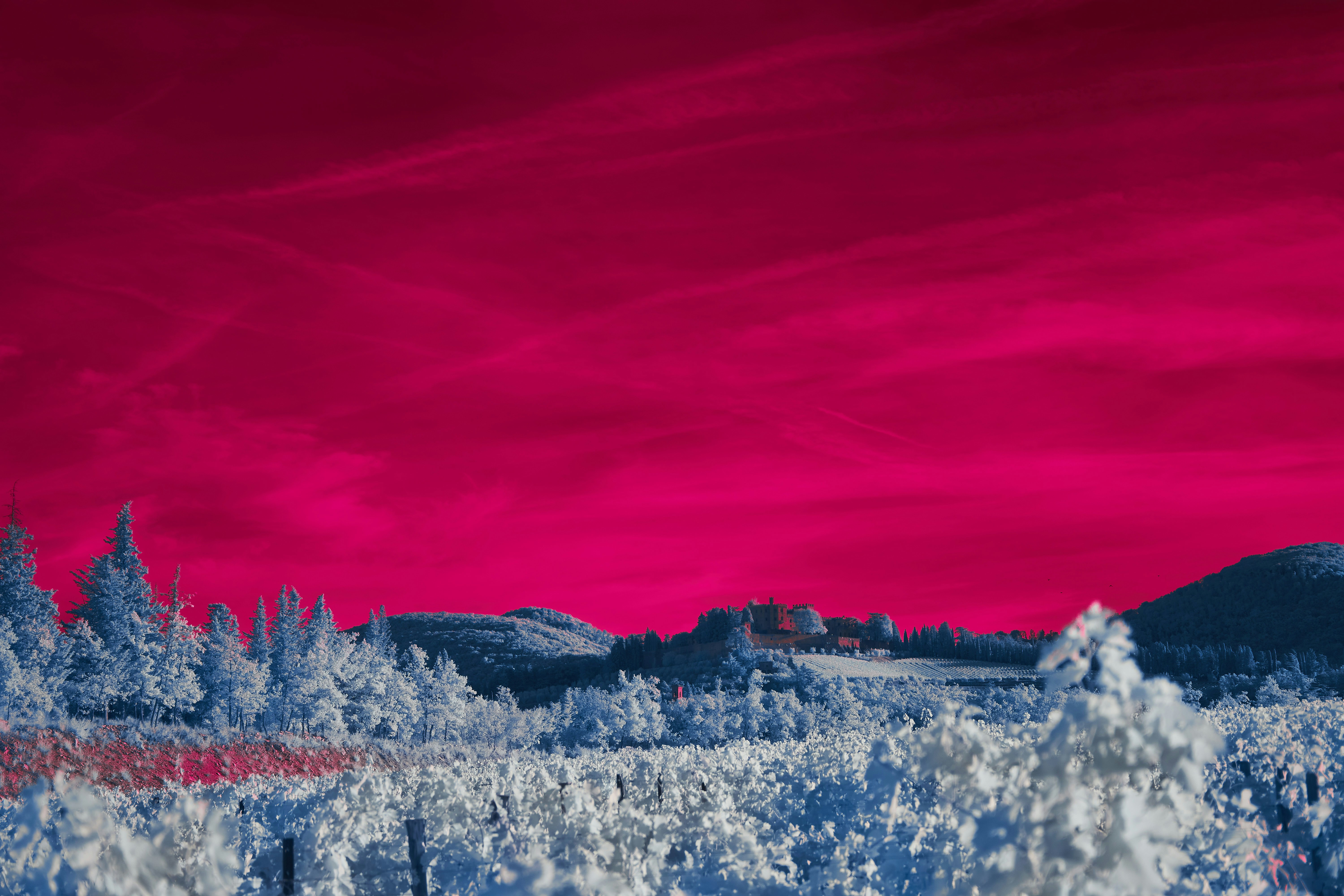 Photo by wolfgang_hasselmann