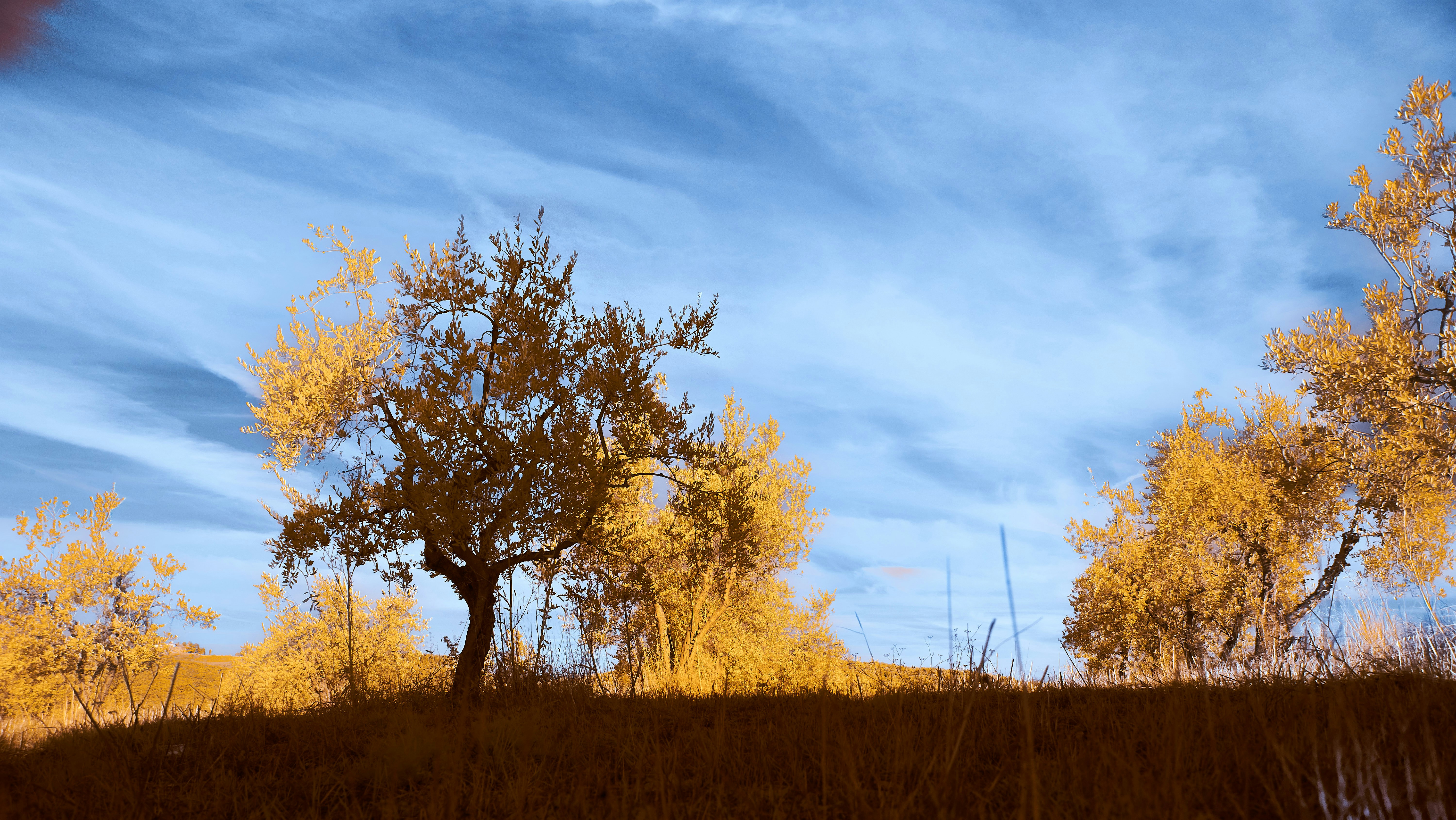 Photo by wolfgang_hasselmann