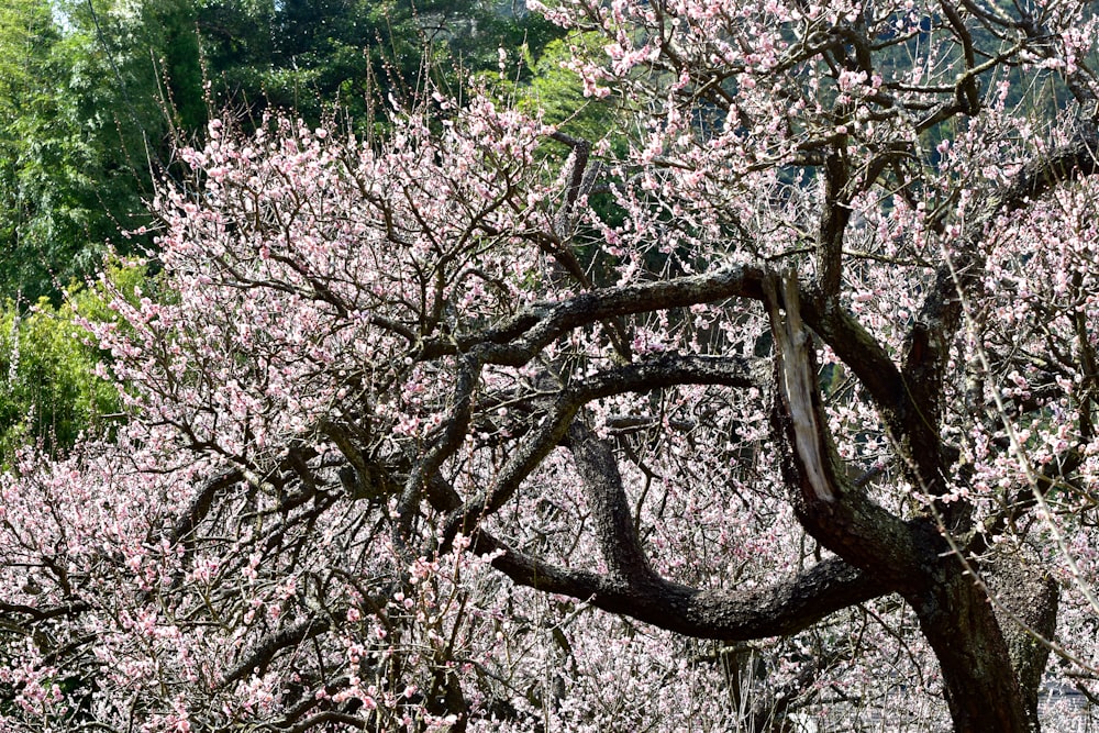 a large tree with lots of pink flowers