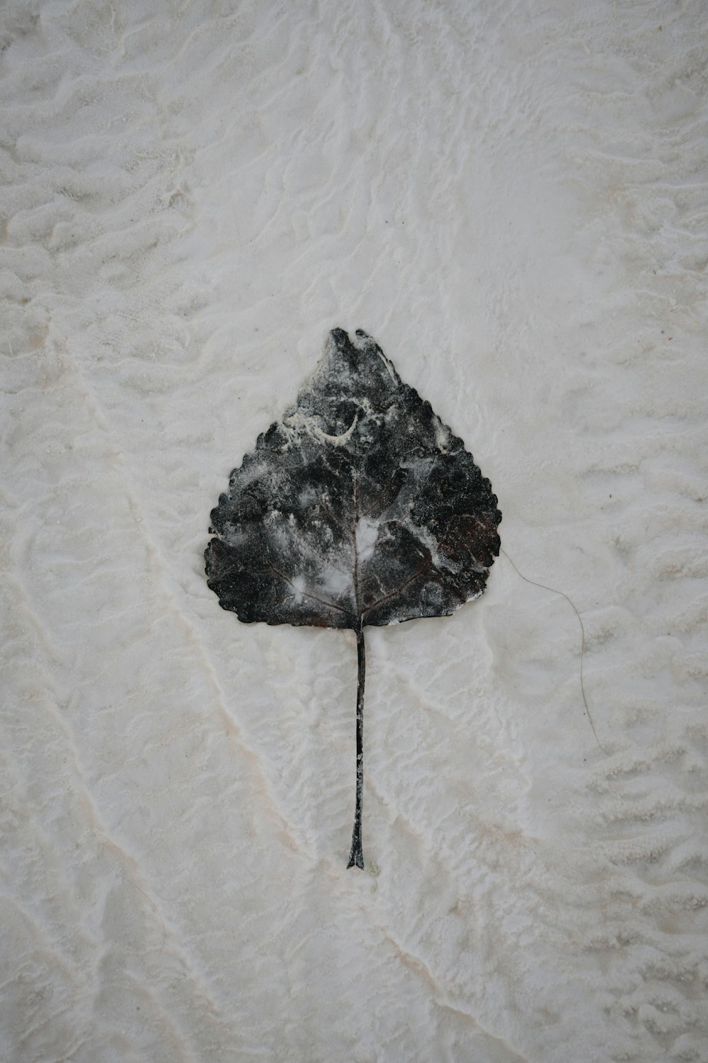 a leaf that is laying in the snow