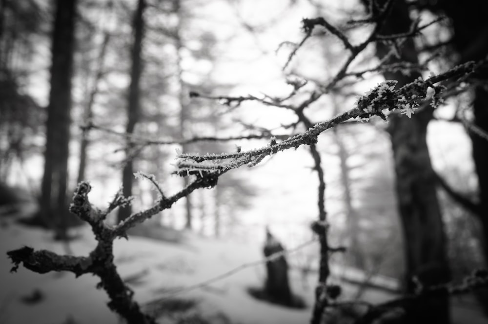 a black and white photo of a tree branch