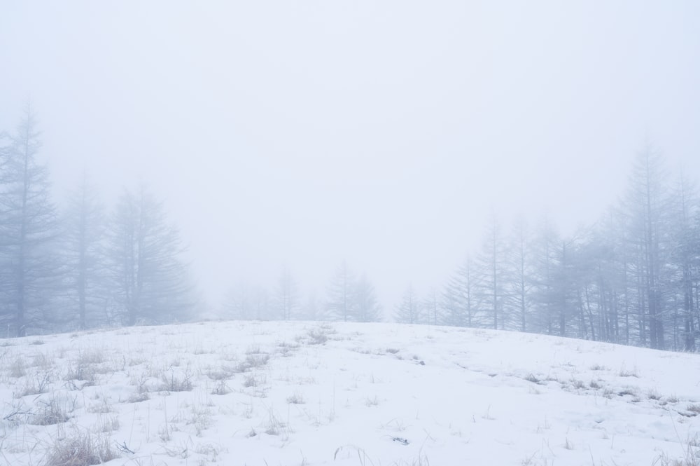 ein schneebedecktes Feld mit Bäumen im Hintergrund