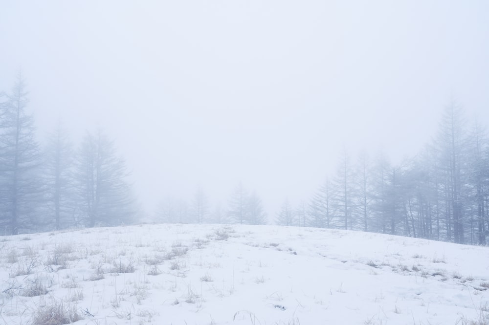 un campo cubierto de nieve con árboles al fondo