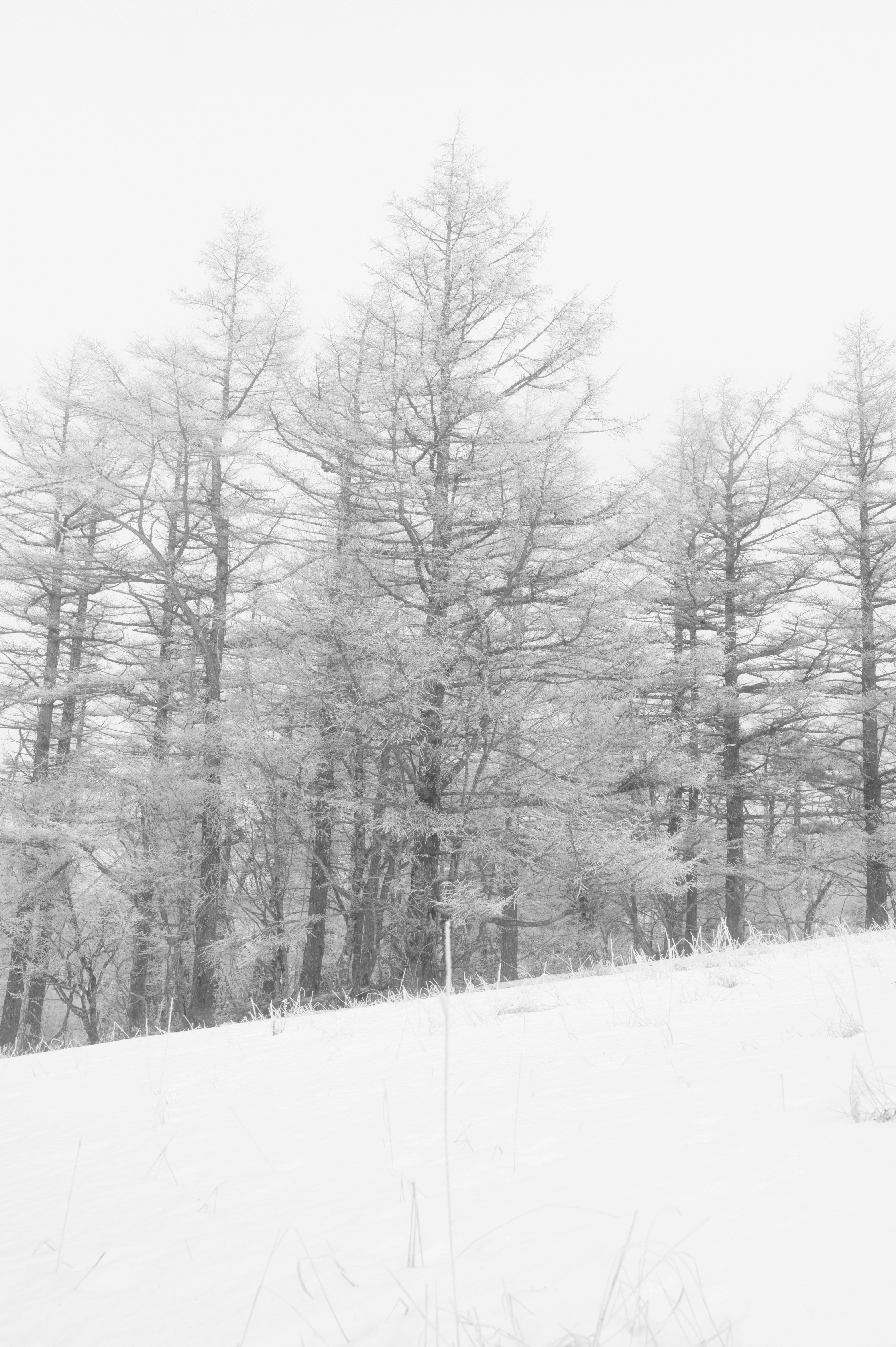 Photo by hayato_no_kiroku