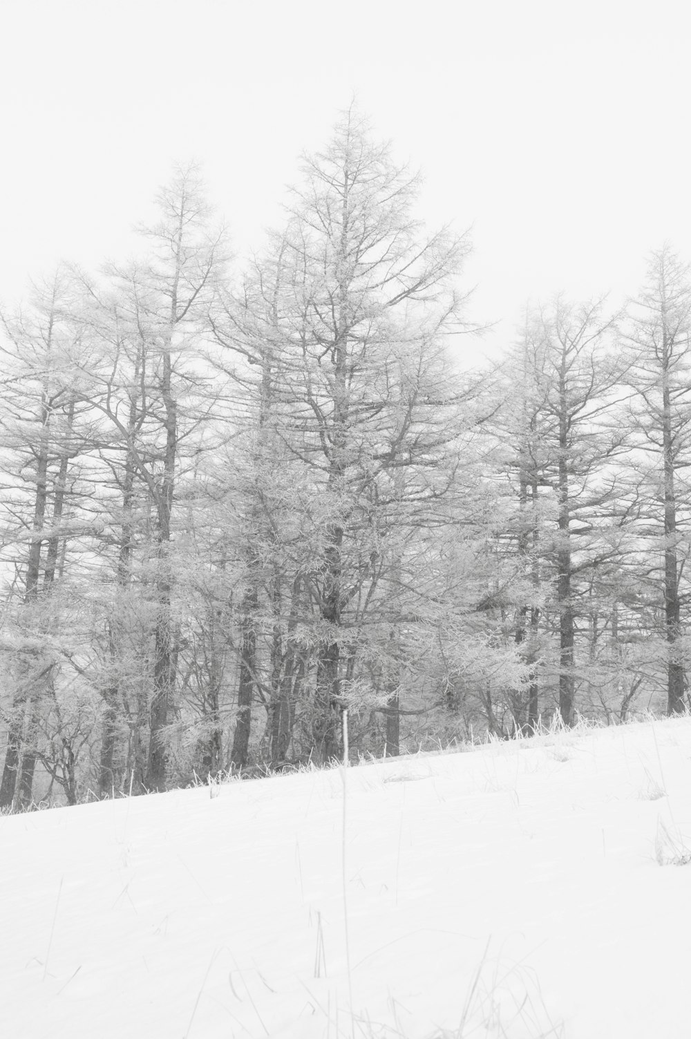 a black and white photo of trees in the snow