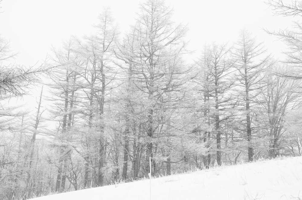 une photo en noir et blanc d’arbres dans la neige