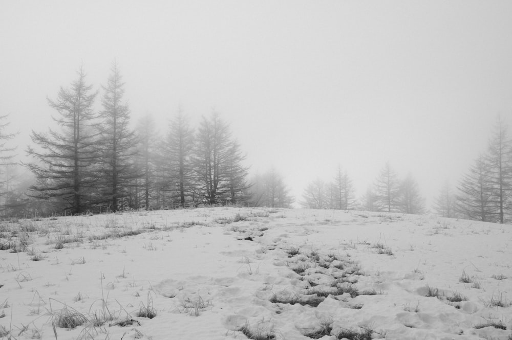 a snow covered field with trees in the background