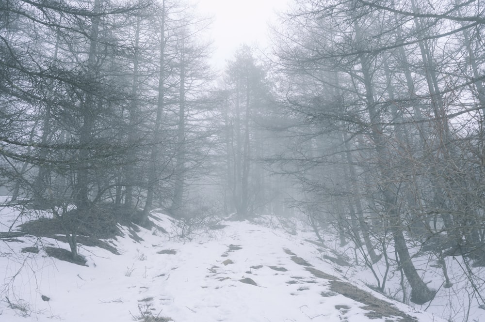 a snowy path in the woods with trees