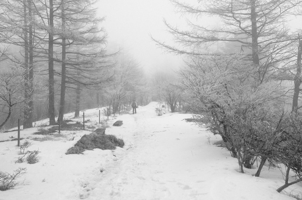 a snow covered path in the woods with trees