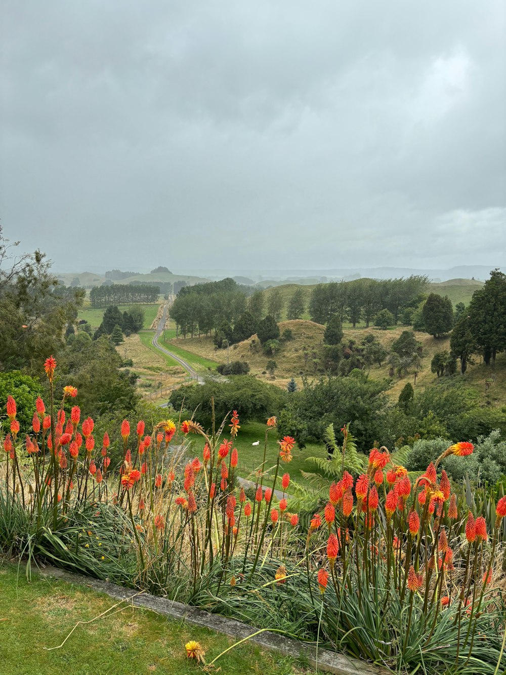 a lush green field filled with lots of red flowers