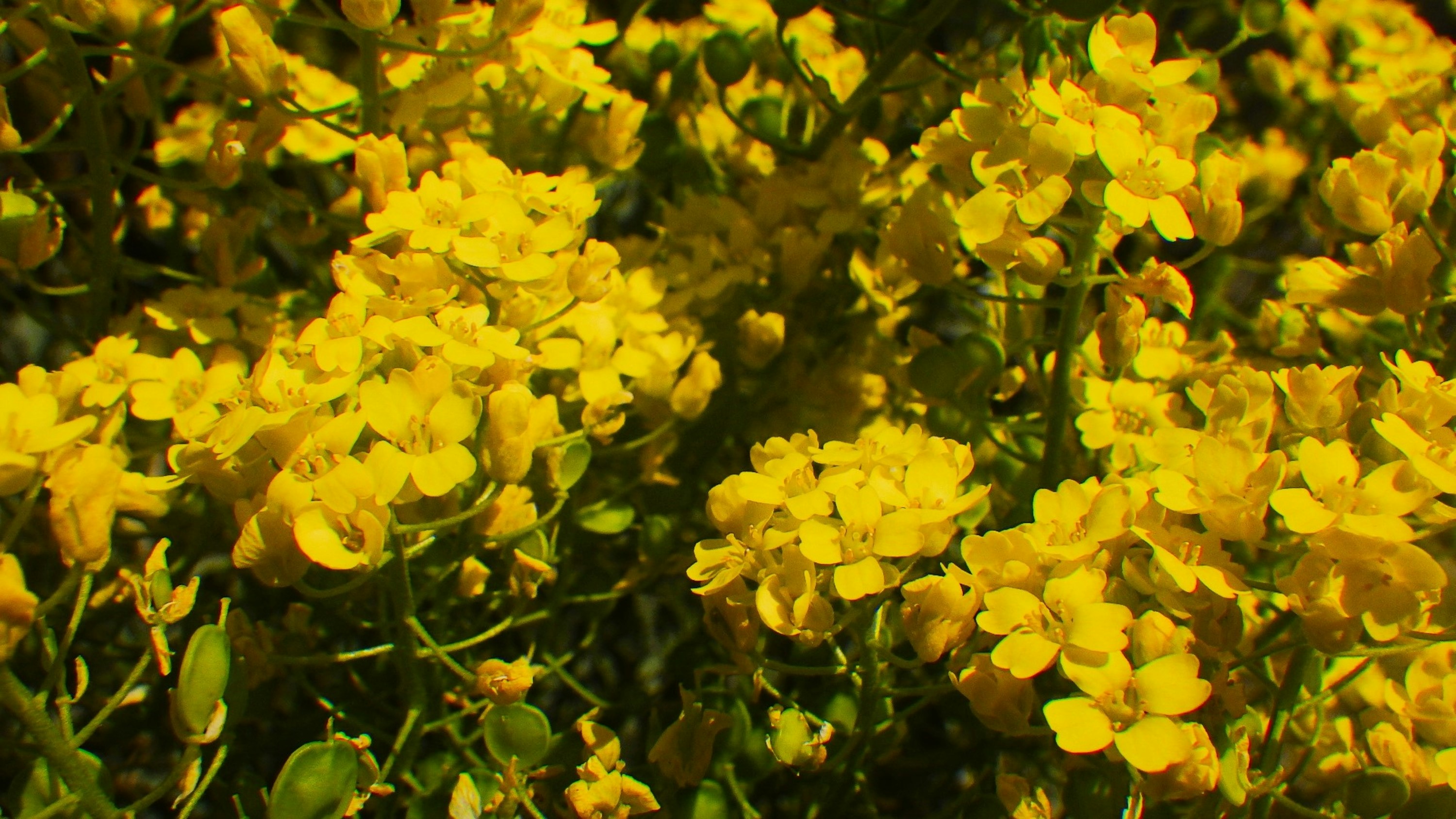 Photo by dominapetric