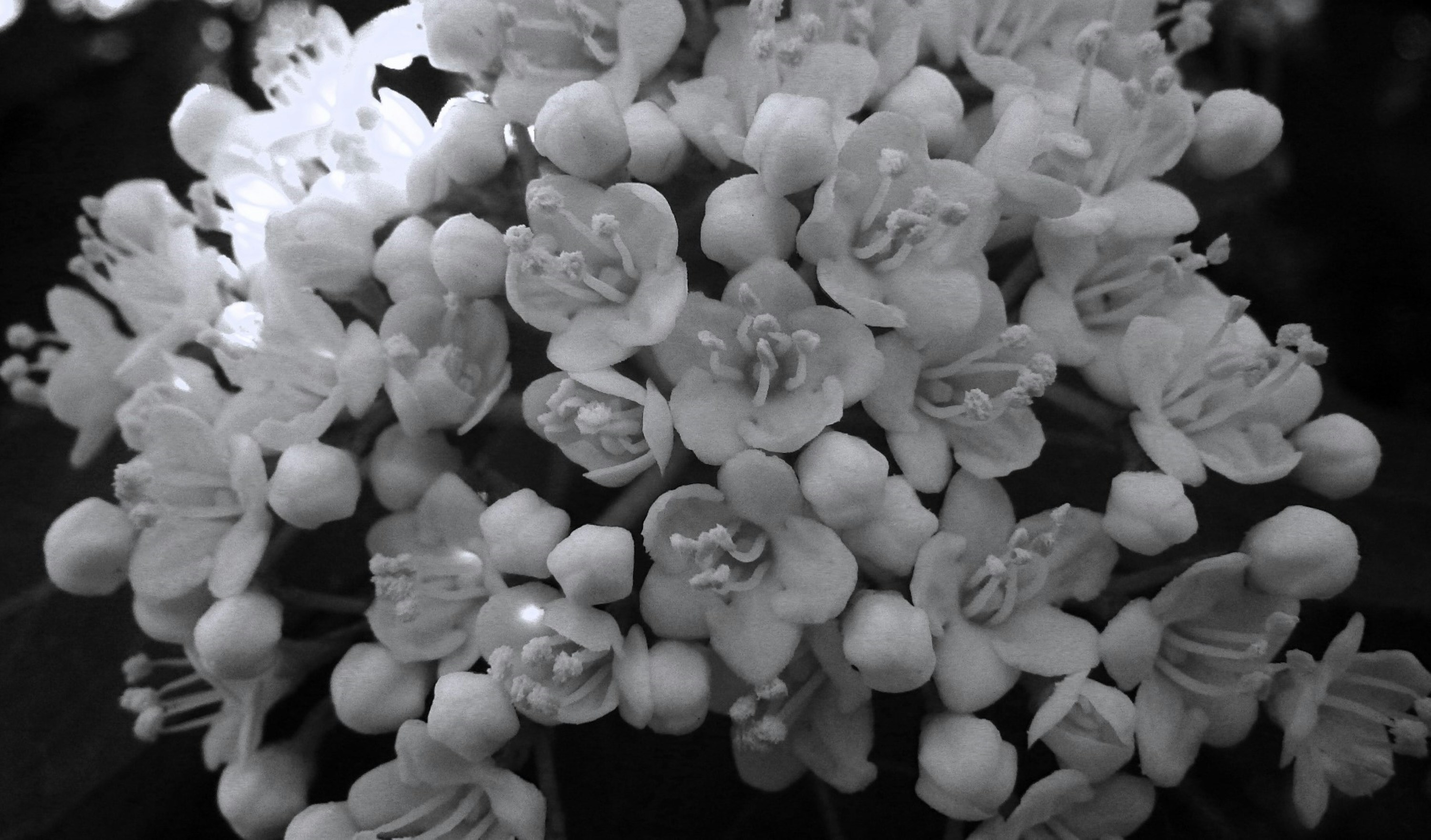 a black and white photo of a bunch of flowers