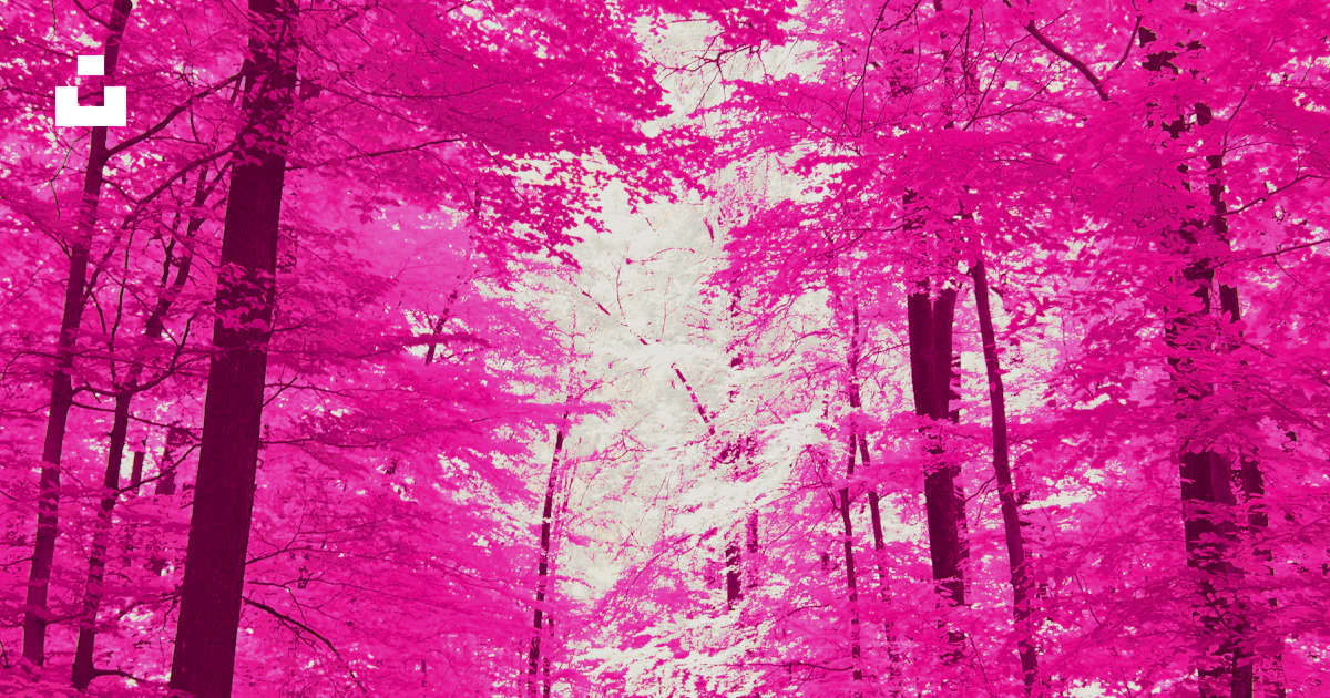Pink Infrared A pink infrared image of a path in the woods photo – Free Pink Image on ...