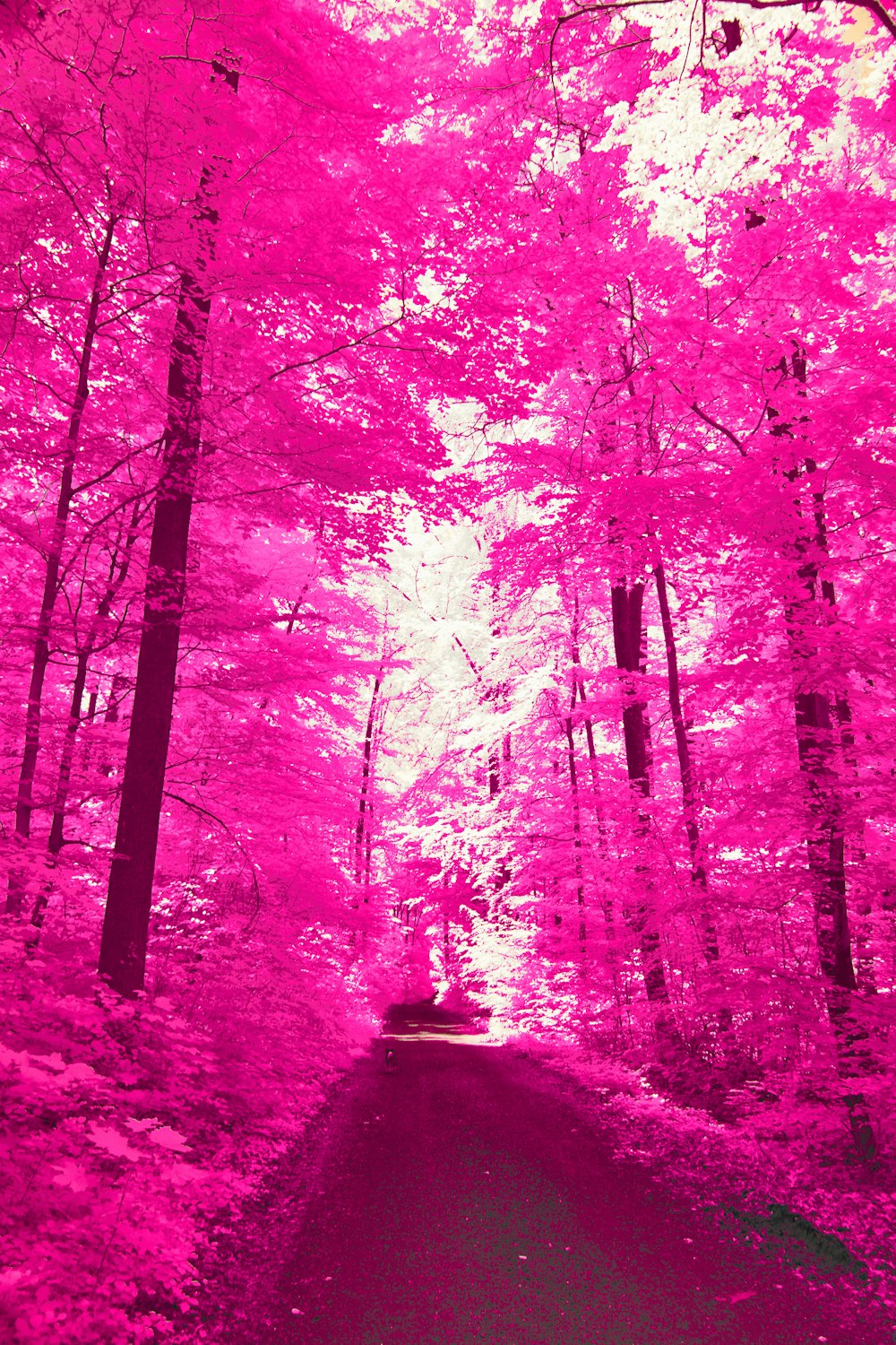 a pink infrared image of a path in the woods