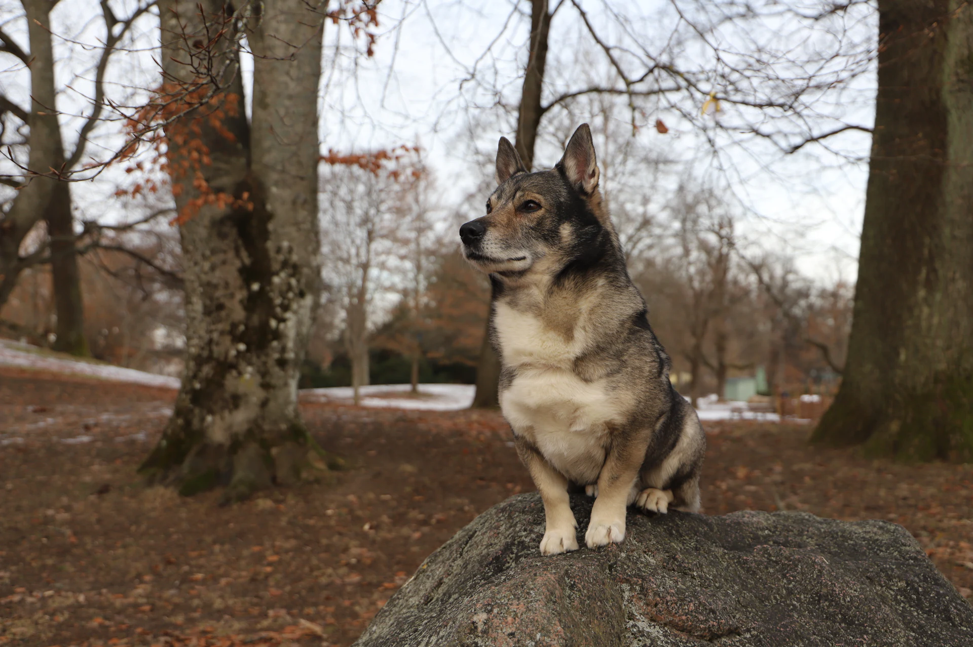 A Swedish Vallhund