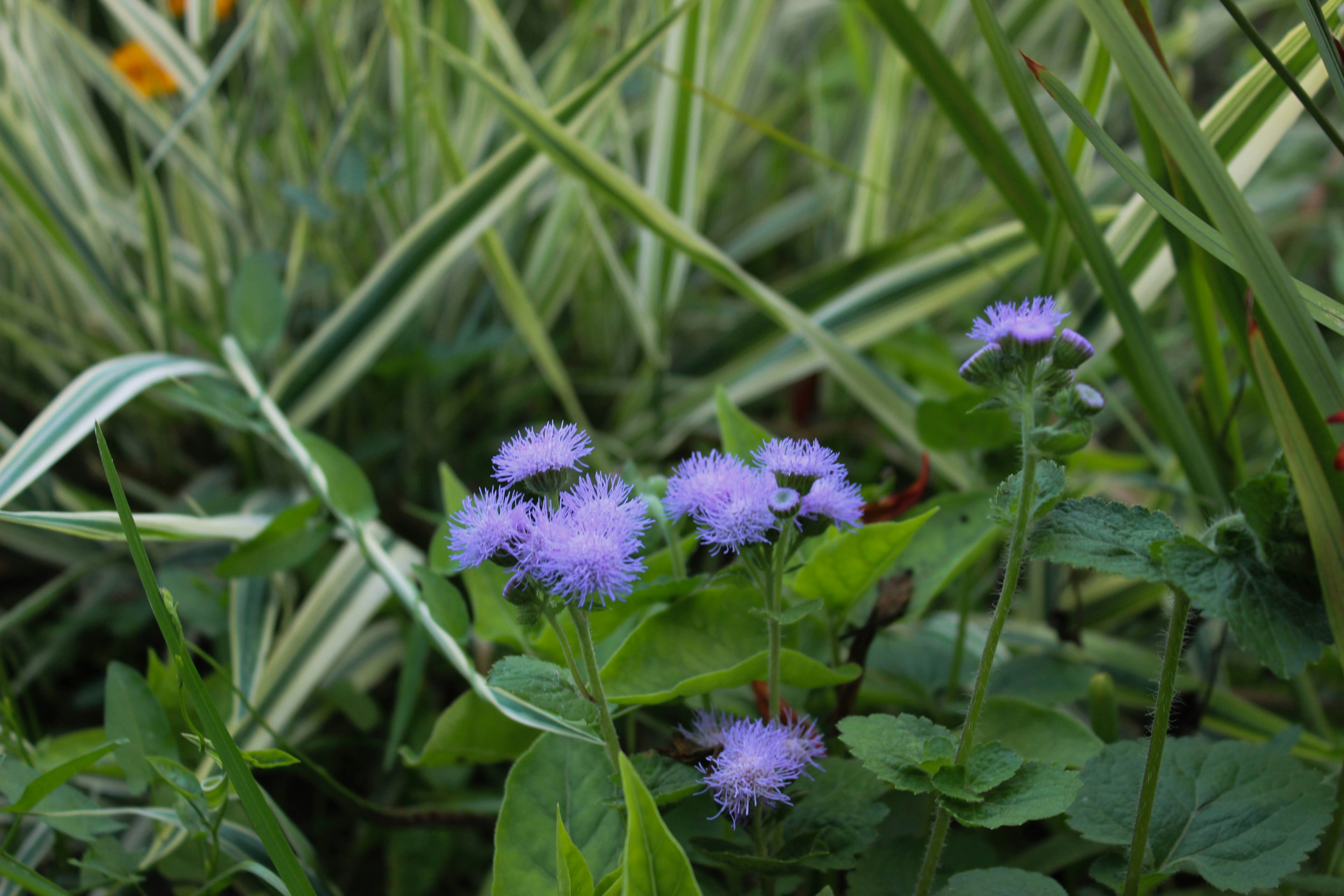A bunch of purple flowers growing in the grass photo – Free Flower ...