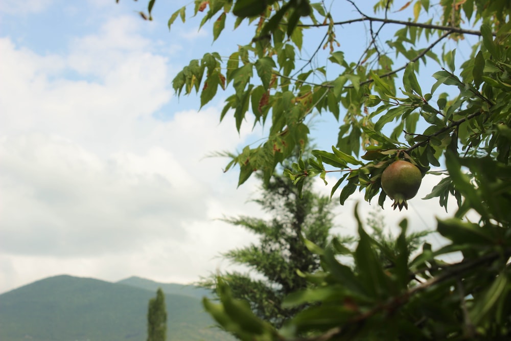 a fruit tree with a mountain in the background