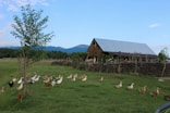 a group of chickens standing in a field next to a barn