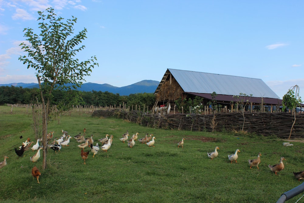 a group of chickens standing in a field next to a barn