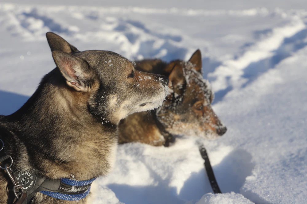 Swedish Vallhund, photo 4