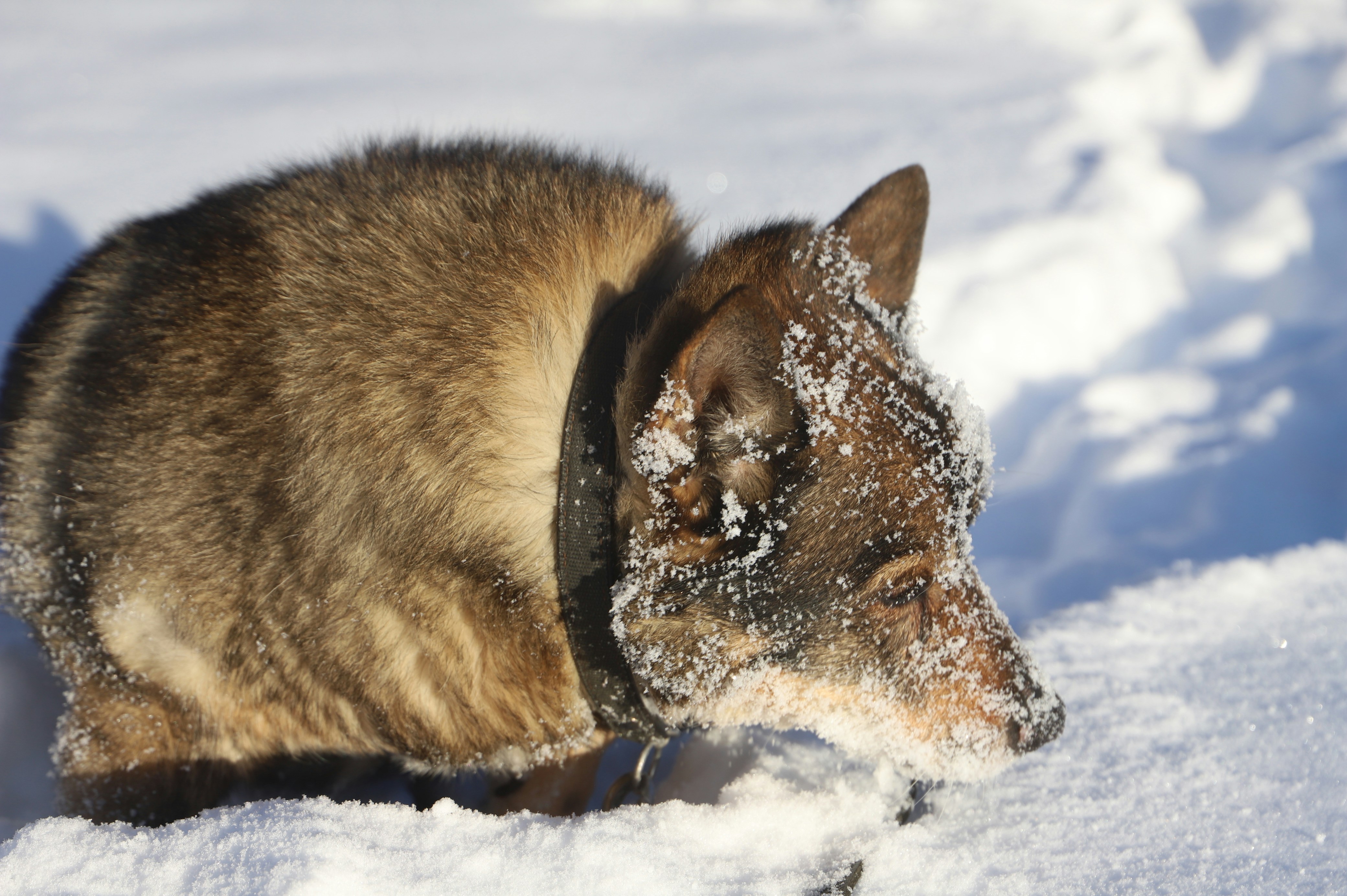 Swedish Vallhund: Ο Βίκινγκ Βοσκός με Λυκόμορφη Εμφάνιση