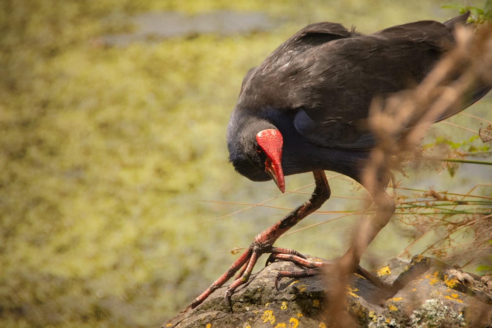 a black bird with a red beak standing on a rock