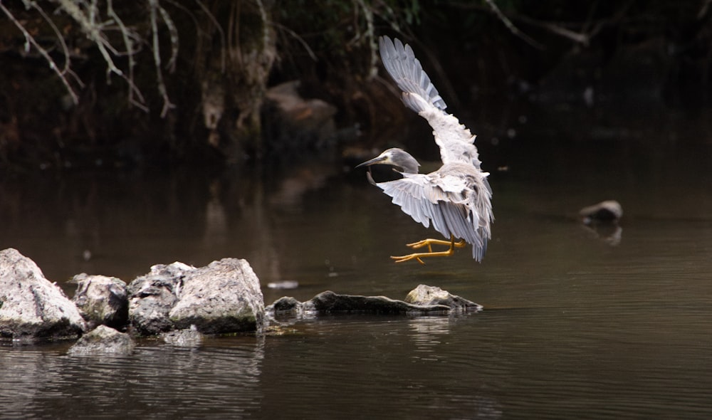 a large bird flying over a body of water