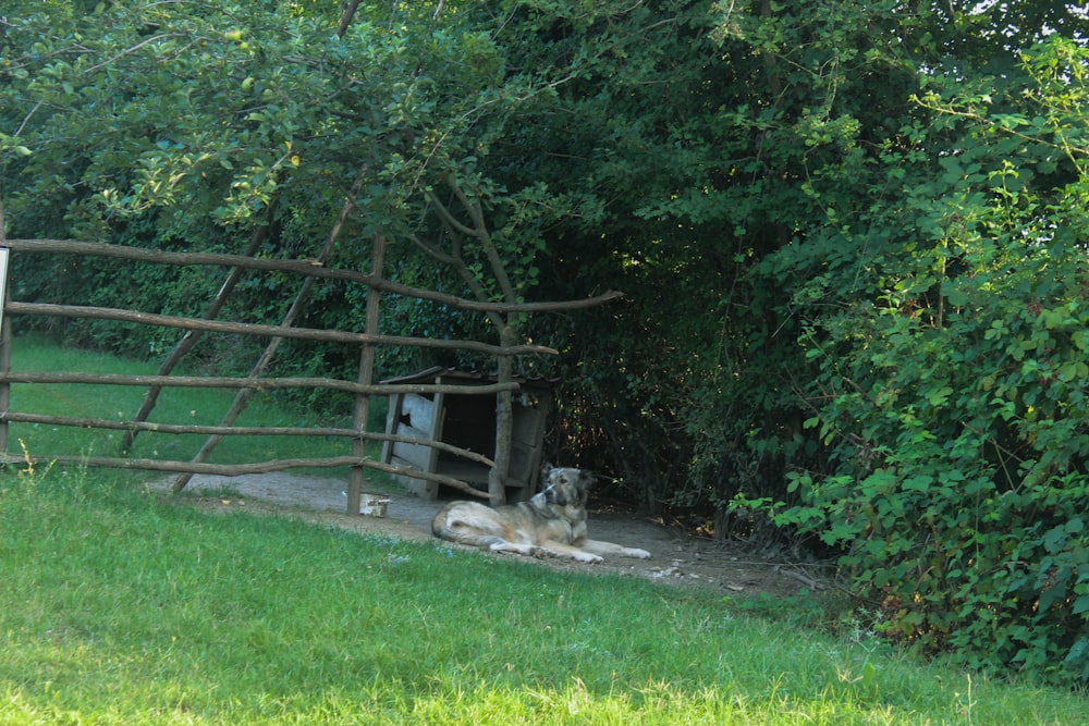 a dog laying down in the shade of a tree