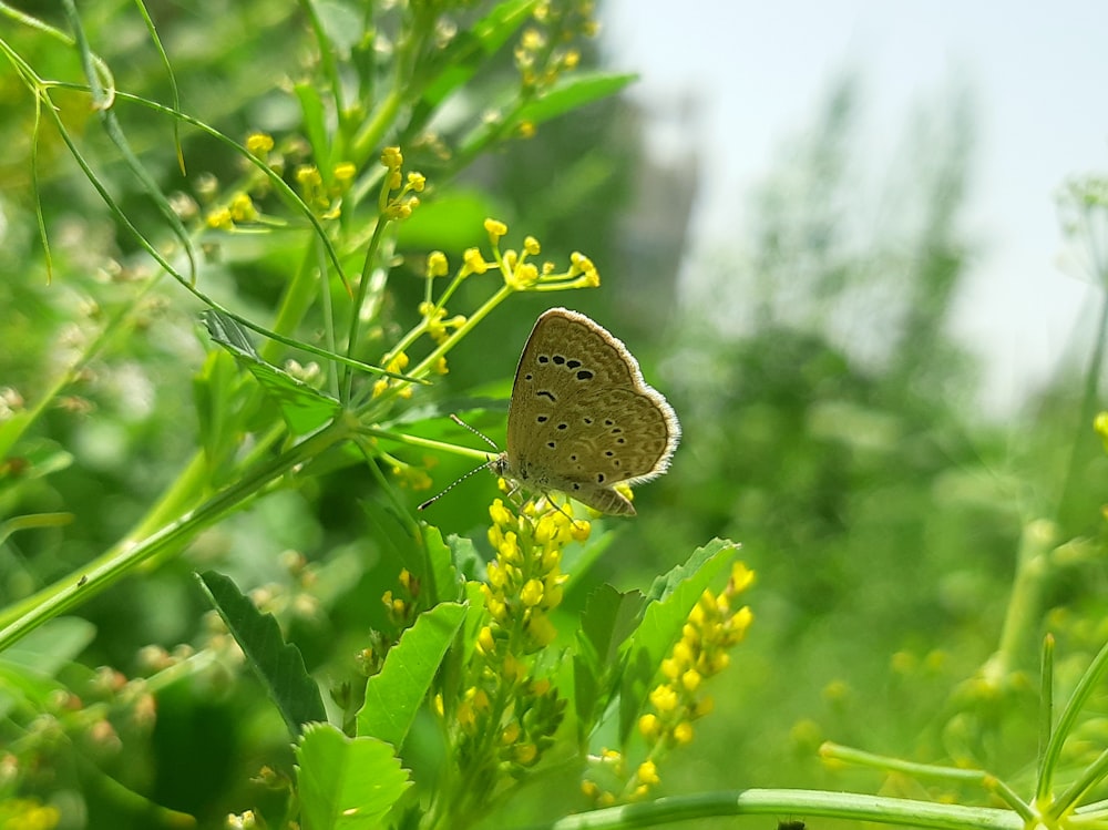 a brown butterfly sitting on top of a green plant