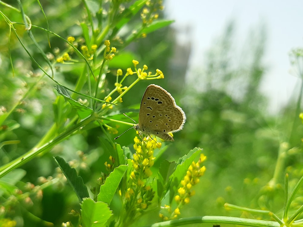una farfalla marrone seduta in cima a una pianta verde