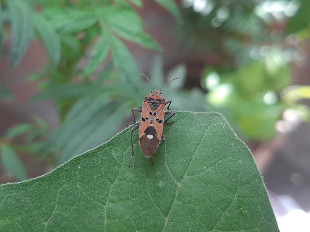 a bug sitting on top of a green leaf