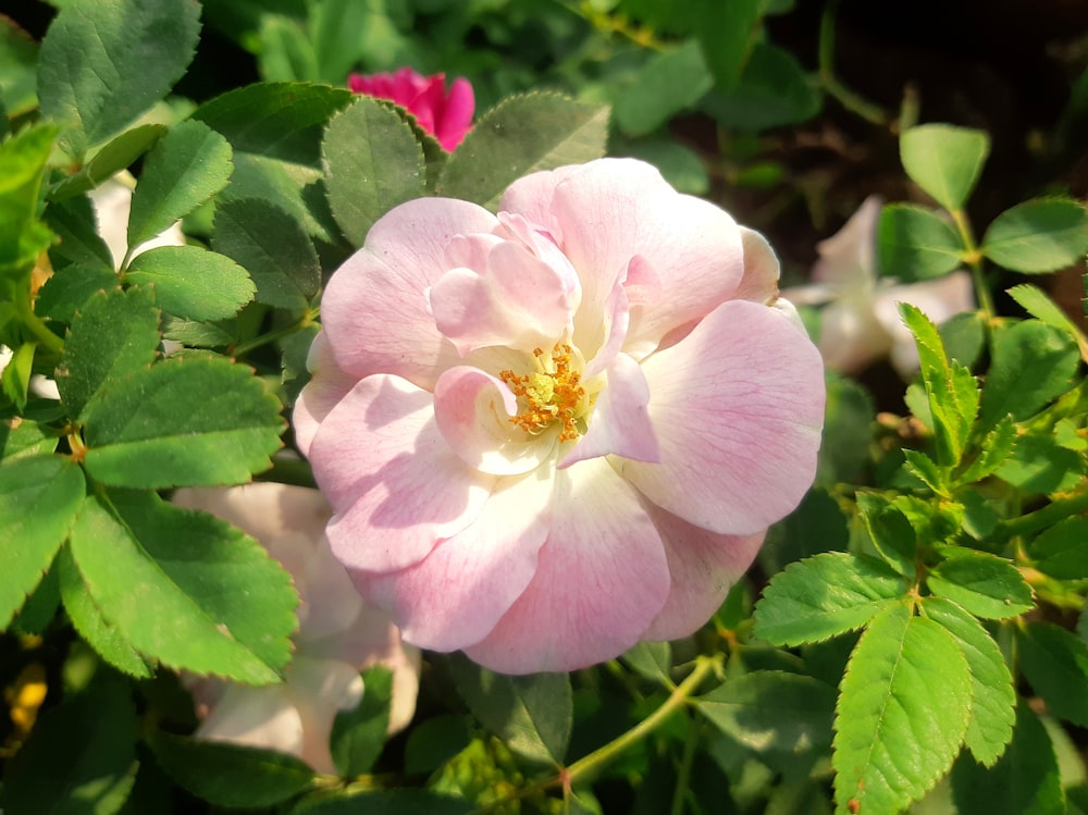 a pink flower with green leaves around it