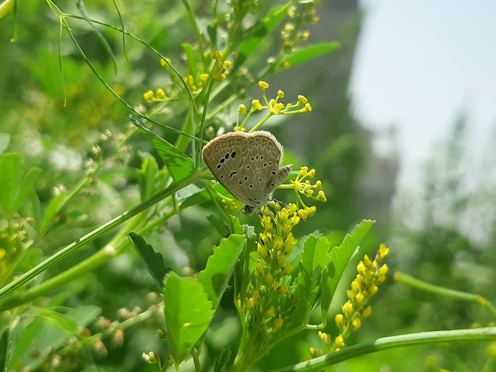 una mariposa sentada en la parte superior de una planta verde