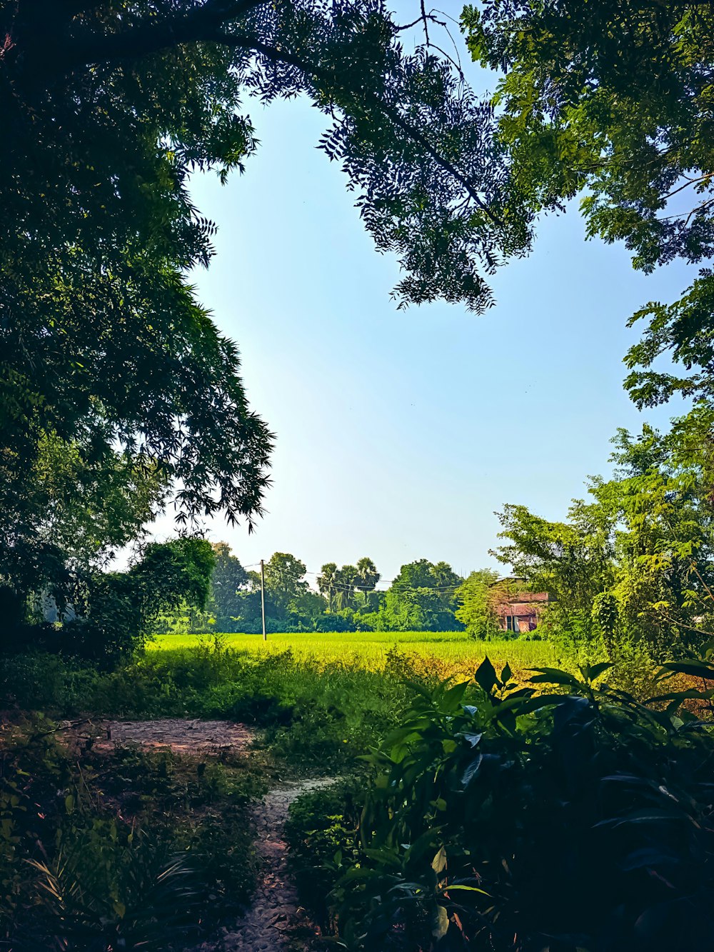 a path in the middle of a lush green field