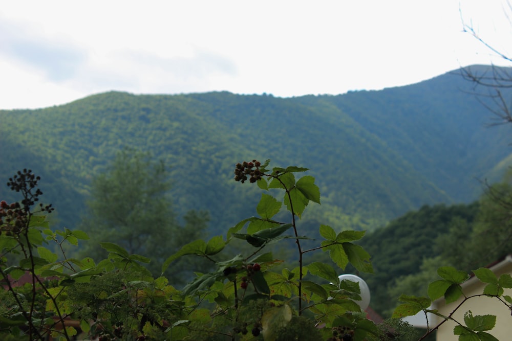 uma vista de uma cordilheira à distância