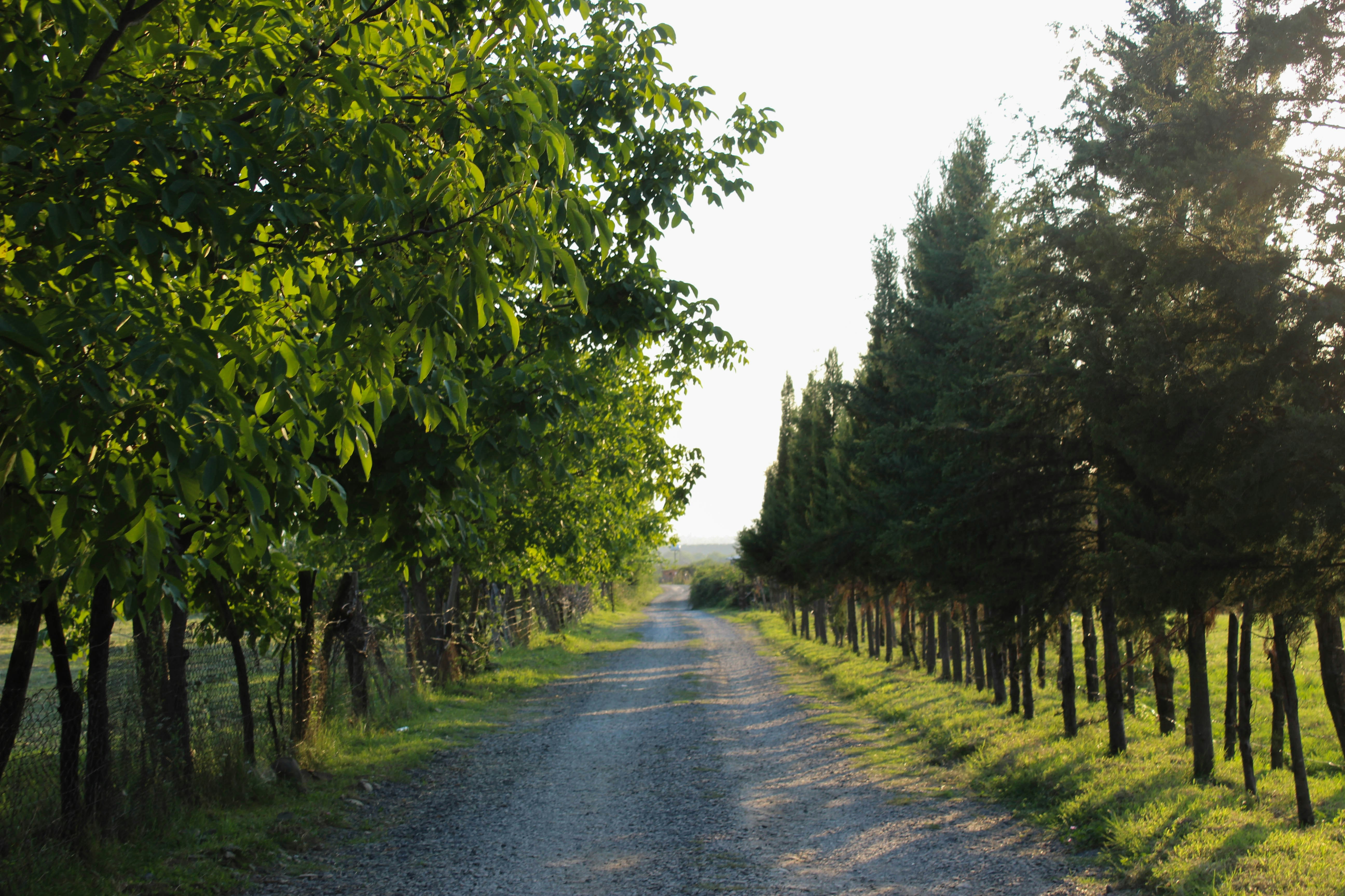 a dirt road surrounded by trees and grass