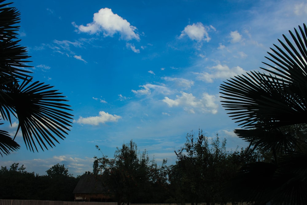 a blue sky with clouds and palm trees