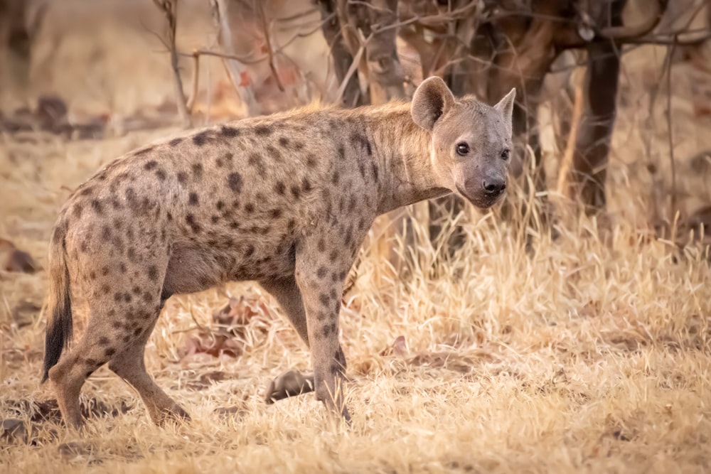 a spotted hyena in a field of dry grass