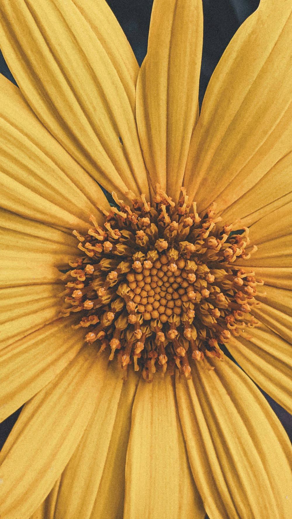 a close up of a yellow flower with a black background