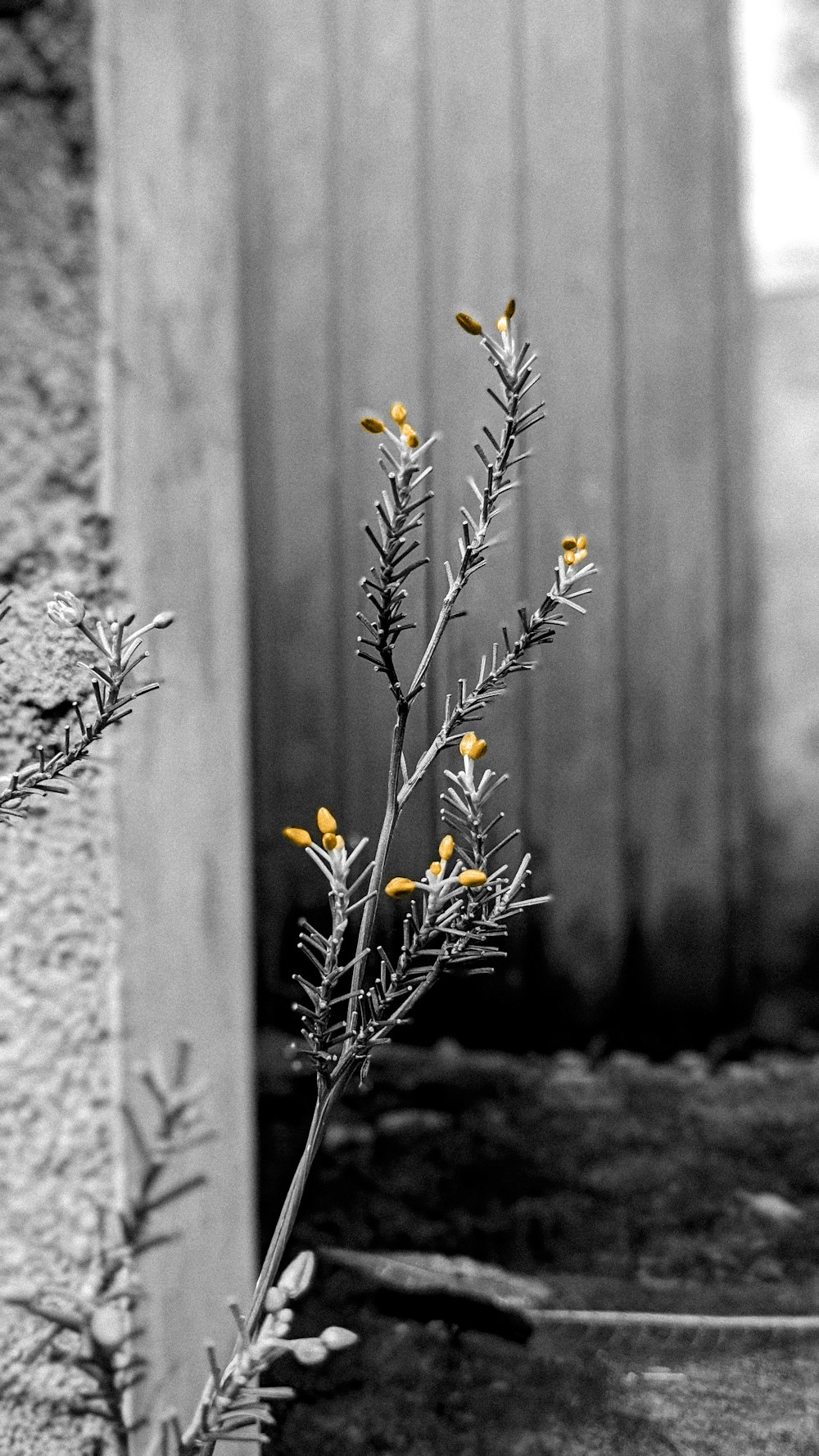 a black and white photo of a plant with yellow flowers