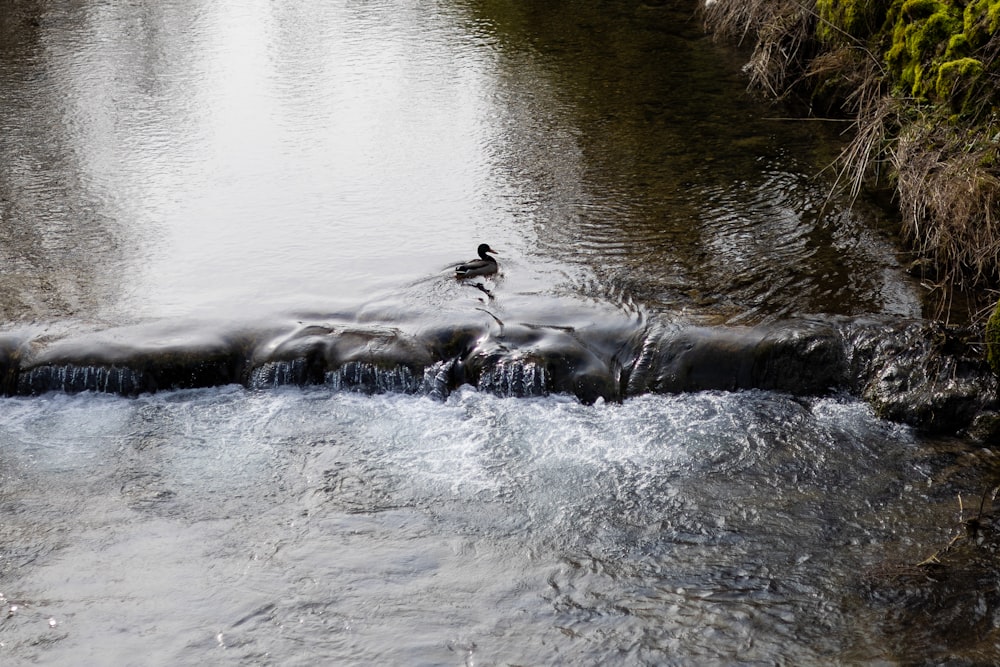 a bird is sitting on a rock in the middle of a river