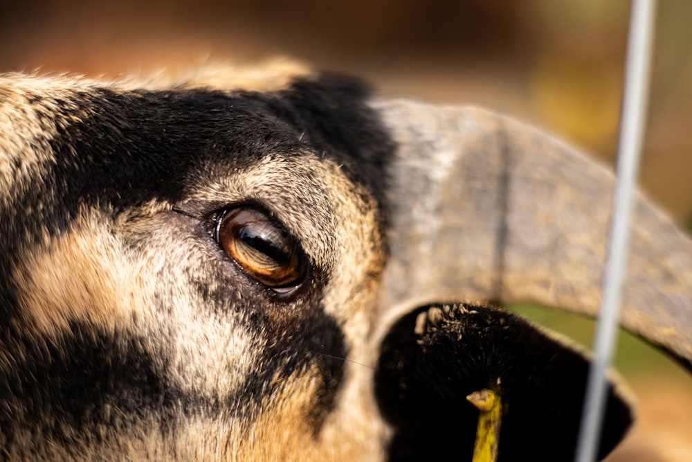 a close up of a goat's face with a fence in the background