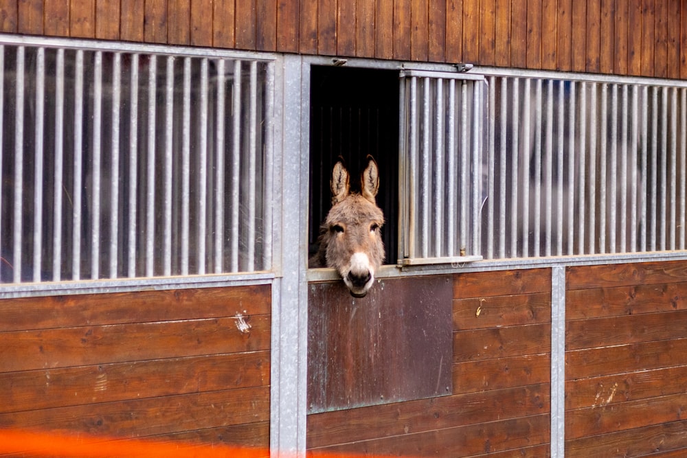 a donkey sticking its head out of a stable window