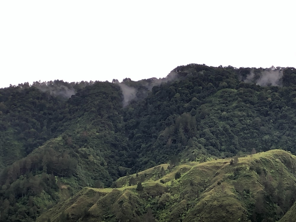 a group of animals standing on top of a lush green hillside