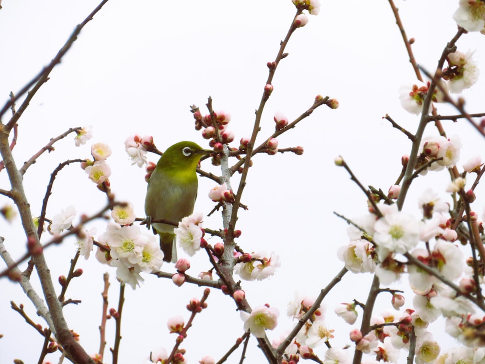 a green bird sitting on a branch of a tree