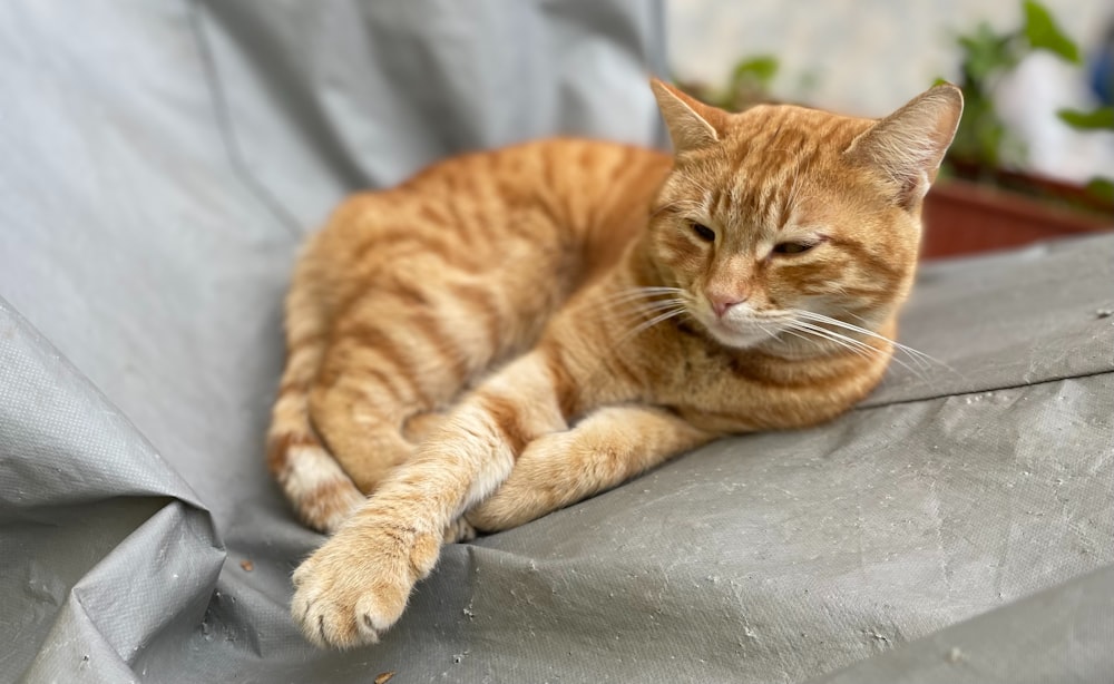 eine orangefarbene Katze, die auf einem grauen Laken liegt