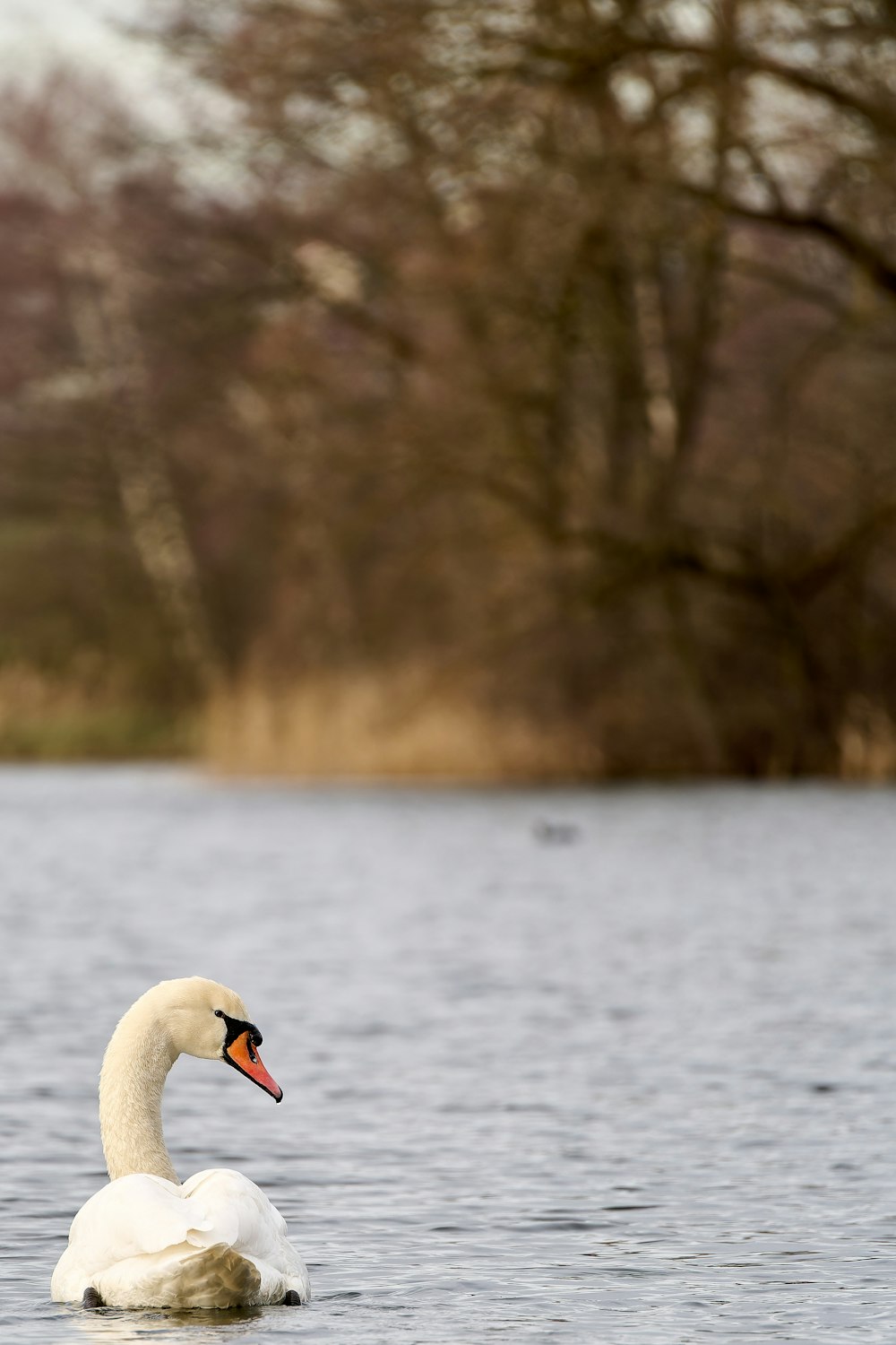 un cisne blanco flotando en la cima de un lago