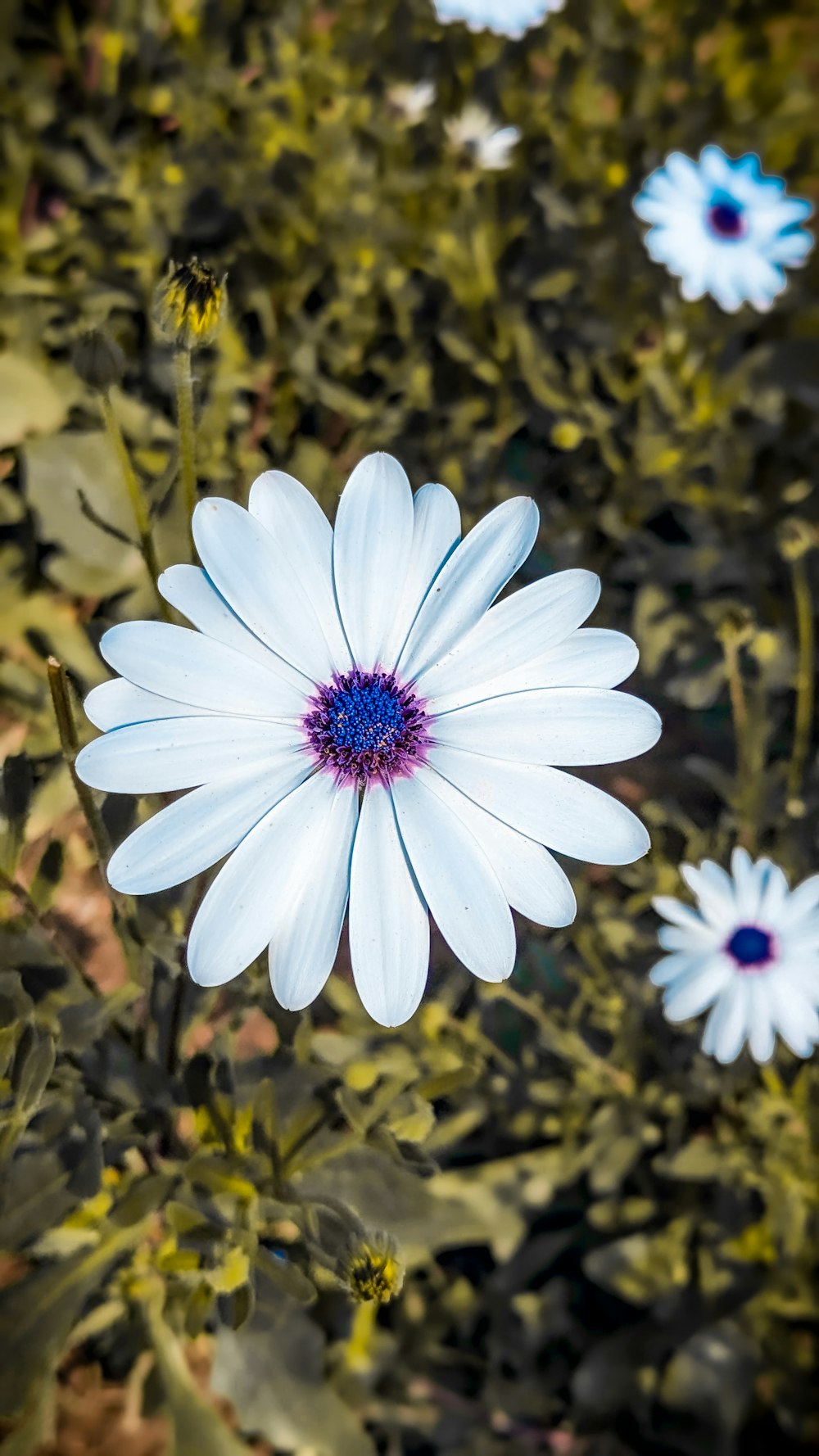 a white flower with a purple center surrounded by green leaves