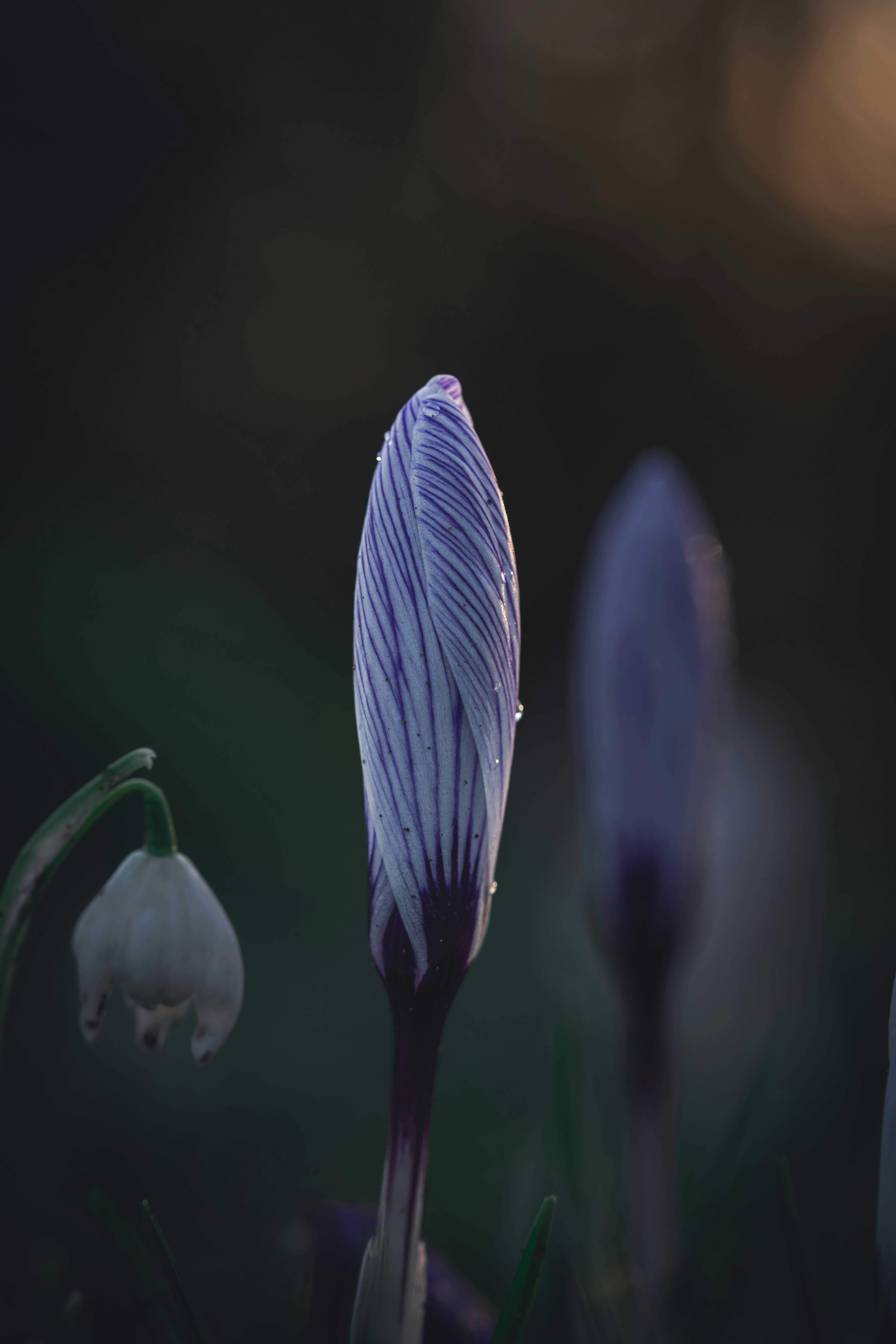 Photo by matt_captures_nature