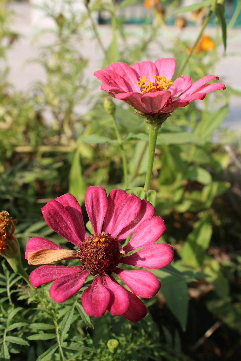 a pink flower with a yellow center in a garden